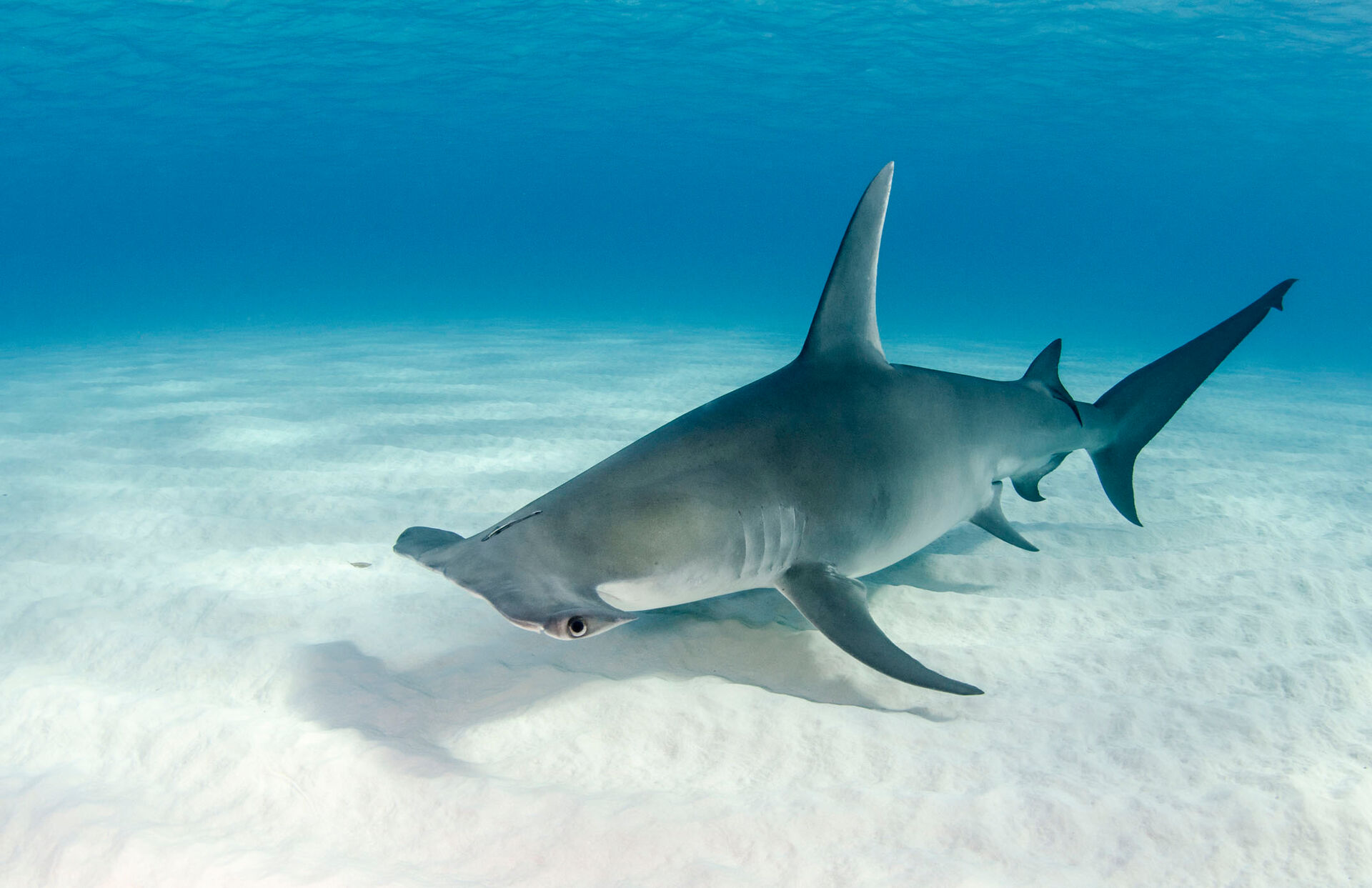 Hammerhead Shark