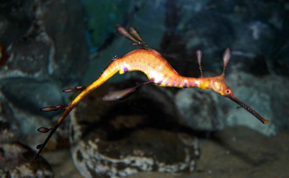 Pygmy sea dragon