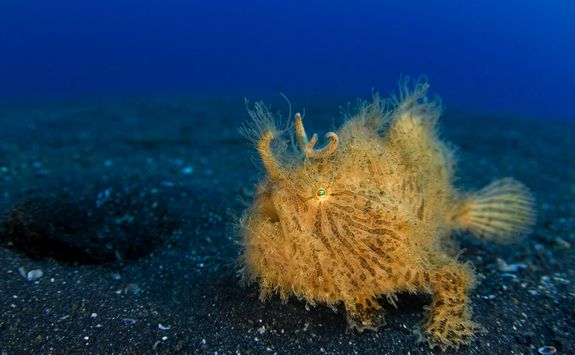 Hairy Frogfish Lembeh Strait