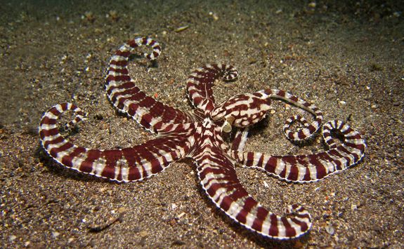 Mimic Octopus