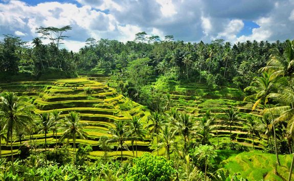 Rice paddies Bali Indonesia