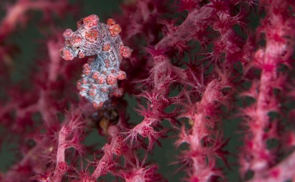 pygmy seahorse scuba diving