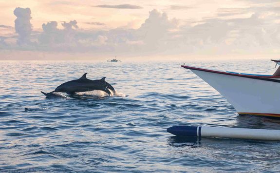 dolphins swimming