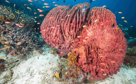 Moyo Island coral