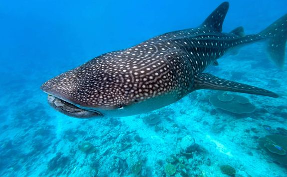 whale shark maldives