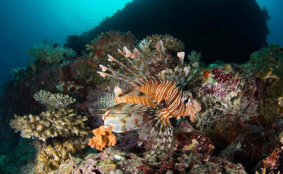 lionfish diving maldives