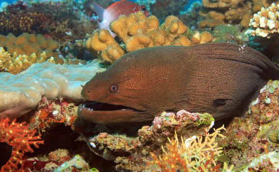 Moray eel maldives