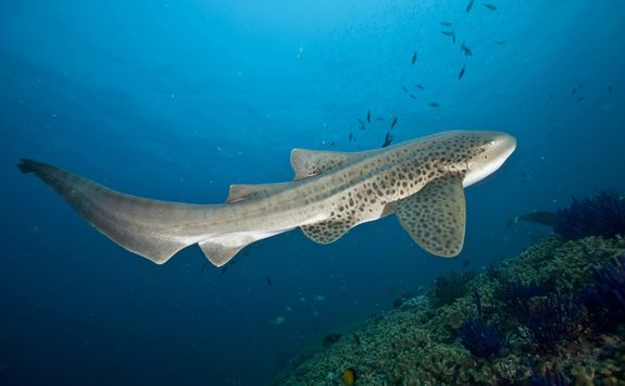 Leopard shark