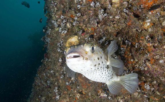 Big Eyed Porcupine Fish, Daymaniyat Islands