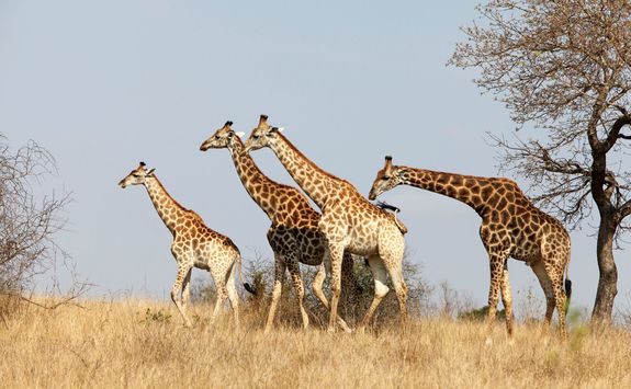 Giraffe game viewing