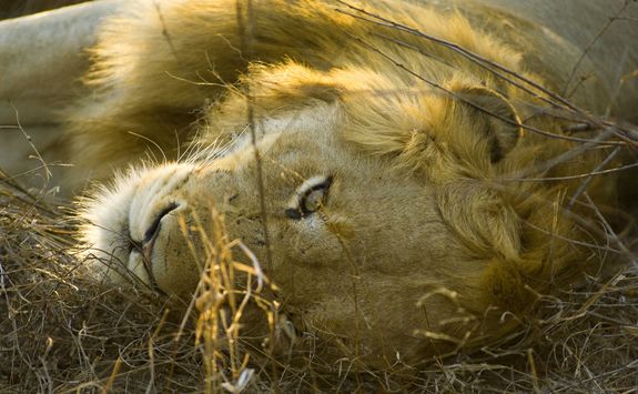 Lion safari South Africa