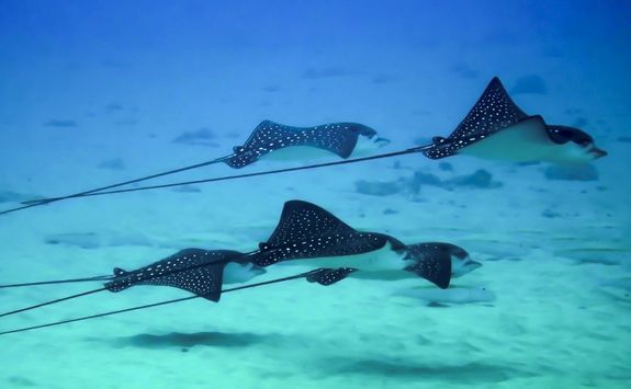 spotted eagle rays