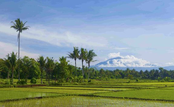 Rice Paddies Java