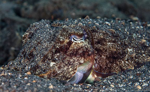 cuttlefish