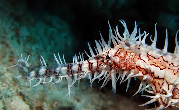 ghost pipefish