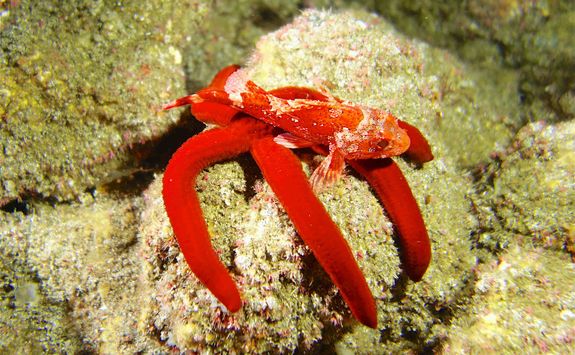 red scorpion fish reef 