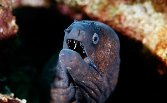 Moray eel diving