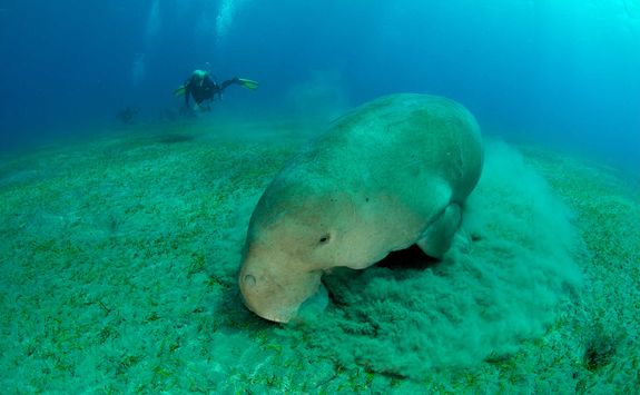 dugong