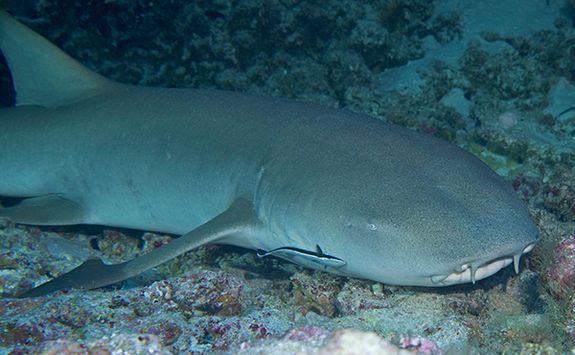 shark