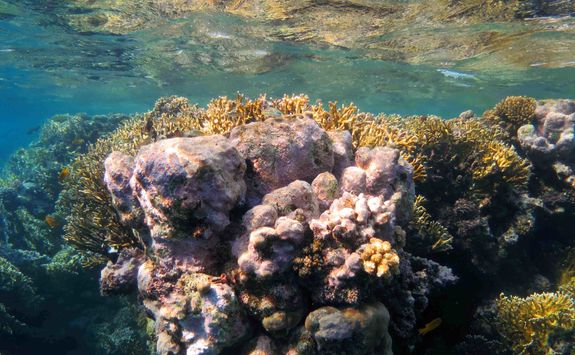 coral clear water