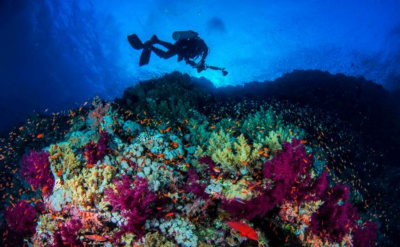 colourful coral and diver