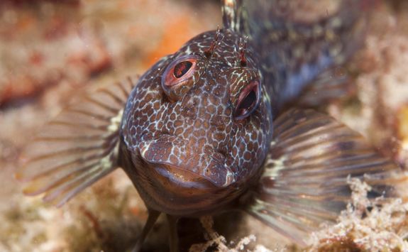 blenny fish in malta