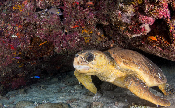 turtle
