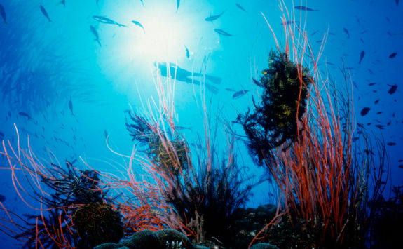 pmg deep sea diving