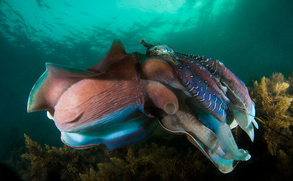 giant cuttlefish 