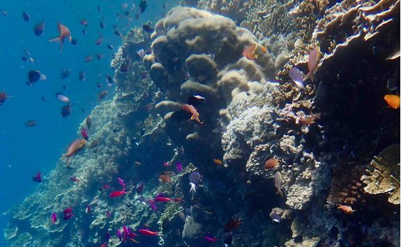 coral fish