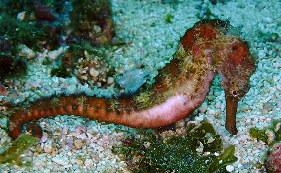 seahorse