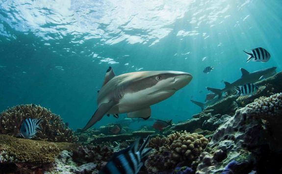 reef shark 