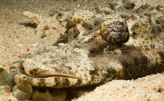 crocodile fish