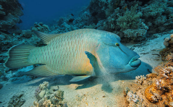 napoleon wrasse