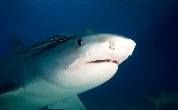 tiger shark