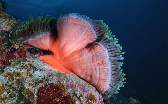 red anemone