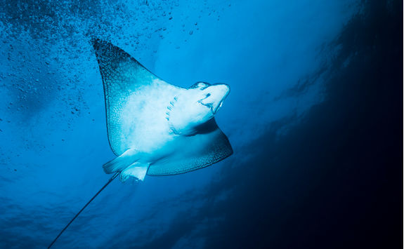 spotted eagle ray