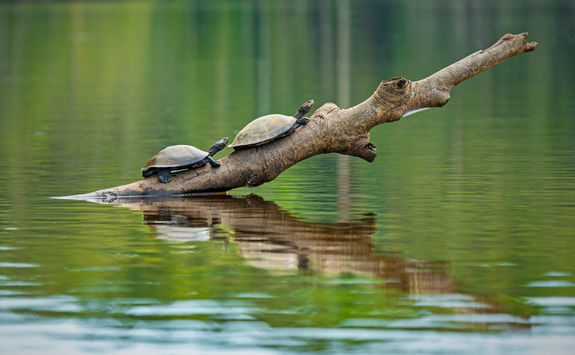 amazon river turtles ecuador