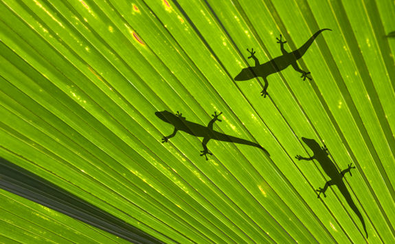 geckos on palm leaf seychelles