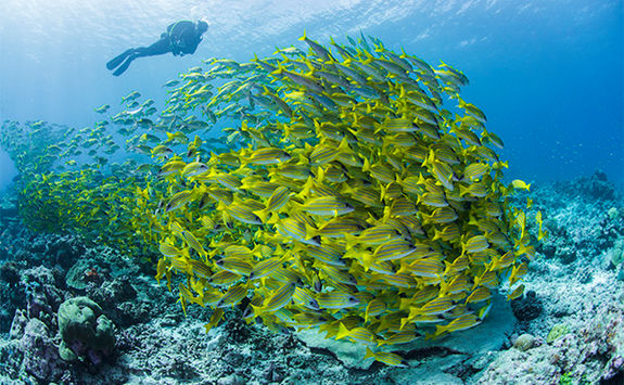 diver and shoal of yellow fish alphonse