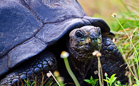 giant tortoise close up