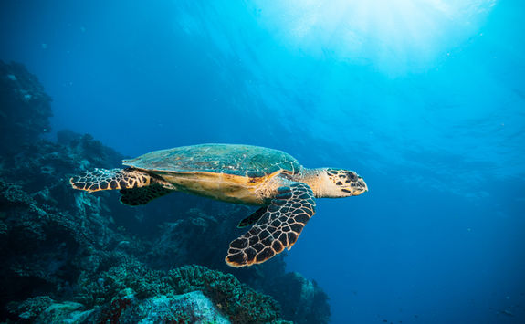 hawksbill sea turtle