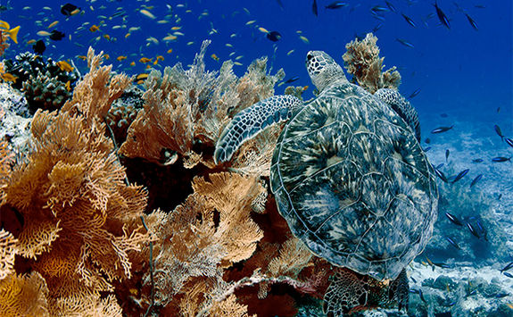 sea turtle and coral alphonse