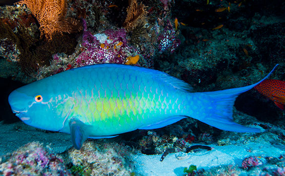 alphonse bright blue fish