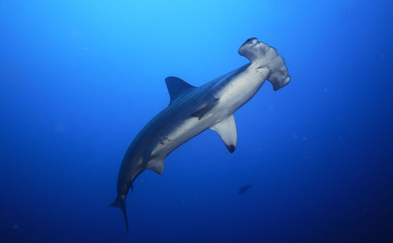 lone hammerhead shark