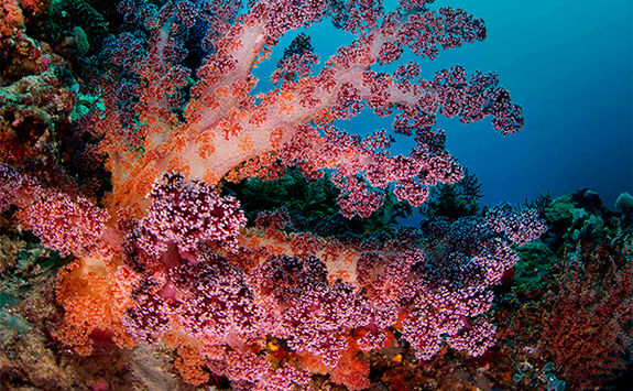 pink soft coral alphonse