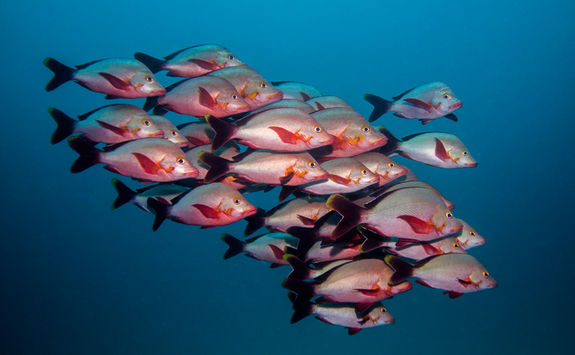 humpback snapper fish shoal