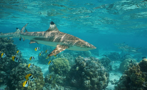 Blacktip Reef Shark