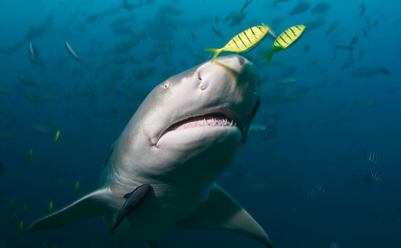 Sicklefin Lemon Shark