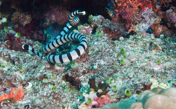 banded sea snake